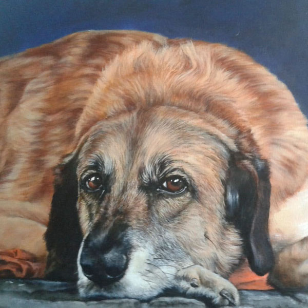 Galerie Tier-Portraits